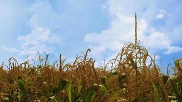 Corn plants waving in the wind - more windy