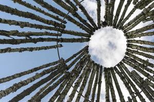 Birch logs on the background of the sky. photo