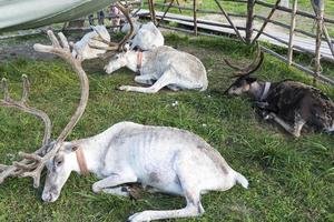 White reindeer lying on the grass. photo