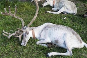 White reindeer lying on the grass. photo