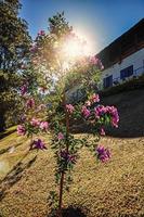 primer plano de flores a la luz del amanecer, cerca de monte alegre do sul. en el campo del estado de sao paulo, una región rica en productos agrícolas y ganaderos, suroeste de brasil. foto