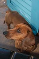 pardinho, brasil - 31 de mayo de 2018. primer plano del simpático perro dachshund mirando a un lado en una casa cerca de pardinho. un pequeño pueblo rural en el campo del estado de sao paulo. foto