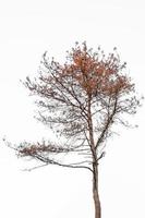 A red dying conifer on a white background photo