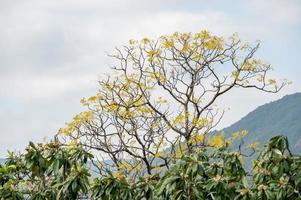 The trees under the blue sky and white clouds grow yellow leaves photo