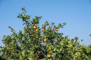 Orange orchards under clear sky and white clouds