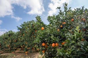 Orange orchards under clear sky and white clouds photo