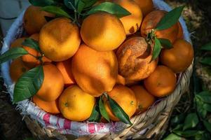 The oranges in the orchard are put in the basket photo