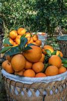 The oranges in the orchard are put in the basket photo