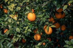 The orange trees in the orchard had a good harvest, and the green branches and leaves were covered with golden oranges photo