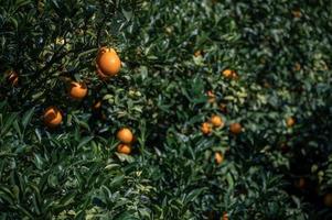 los naranjos del huerto tuvieron una buena cosecha, y las ramas y hojas verdes se cubrieron de naranjas doradas
