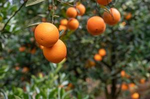 The orange trees in the orchard had a good harvest, and the green branches and leaves were covered with golden oranges