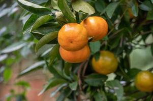 Close up  golden oranges hanging on green branches and leaves photo