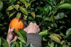 Touch the golden oranges on the green branches and leaves with your hands. photo