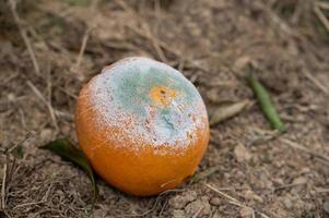 A rotten orange on the ground was covered with mold photo