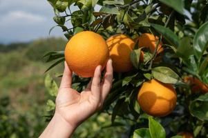 toca las naranjas doradas en las ramas y hojas verdes con tus manos. foto