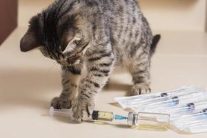 cariño, el gato divertido juega con una jeringa médica. vacunación de gatos. vacunación veterinaria para animales. foto