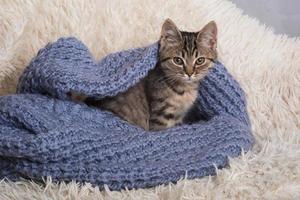 un gatito pequeño, lindo y divertido en una manta blanca y esponjosa. gatito duerme en un suéter de punto azul. gatito en un ambiente acogedor