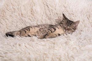 A small, cute, funny kitten on a white fluffy blanket. Kitten sleeps in a blue knitted sweater. Kitten in a cozy atmosphere photo