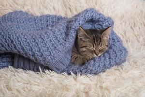 un gatito pequeño, lindo y divertido en una manta blanca y esponjosa. gatito duerme en un suéter de punto azul. gatito en un ambiente acogedor