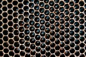 Honeycomb from bee hive filled with golden honey photo