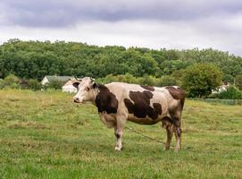 fotografía sobre el tema hermosa gran vaca lechera foto