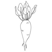 Sugar beet. Plant with leaves. Vector illustration.Linear doodle element for design and decor