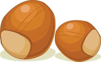 Hazelnut fruit vector