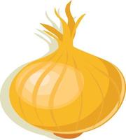 Onion vegetable vector