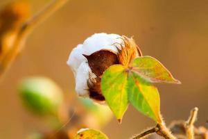 Indian cotton field at winter season photo