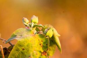 Indian cotton field at winter season photo