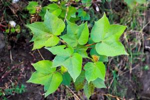 Cotton Tree With cotton For Medicine. photo