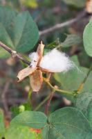 Cotton flower in the cotton flower field.As raw material Apparel, fashion clothes. photo