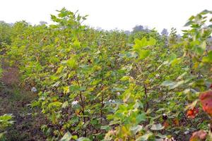 Row of growing green Cotton field in India. photo