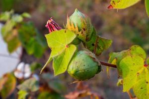 Cotton flower in the cotton flower field.As raw material Apparel, fashion clothes. photo