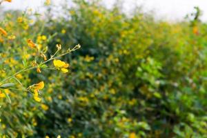 Campo verde de gandules en la India. foto