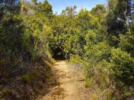 Trail Walking path in forest of Kirstenbosch National Botanical Garden. photo