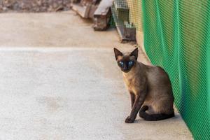 Black brown cat with blue eyes looks at the camera. photo