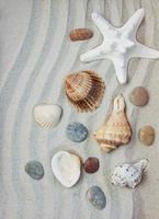 Seashells and starfish border photo