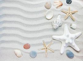 borde de conchas y estrellas de mar foto