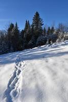 Footprints in the snow photo