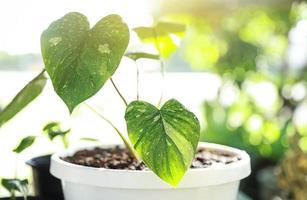 homalomena rubescens planta variegada en maceta con gota de agua en la mañana en temporada de crecimiento foto