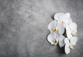 white orchid on the grey stone photo