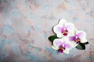 Pink orchids flowers photo