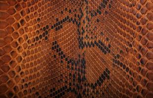 snake skin pattern photo