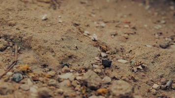 Cinemagraph de primer plano de un grupo de hormigas negras caminando sobre tierra