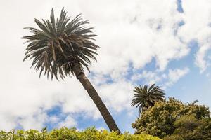 Palm trees and blue sky with clouds, Cape Town, South Africa. photo