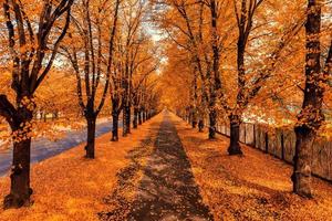 Orange autumn tree alley in the park.