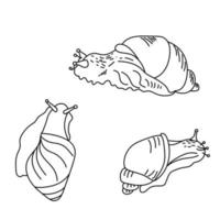 Set of cute sneils, three view of mollusc, outline vector illustration