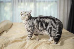 White Marble Cute Scottish fold cat. photo