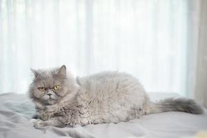 Cute Scottish fold cat. photo